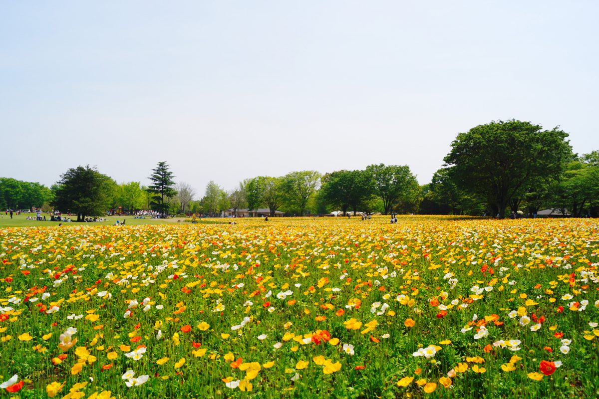 約200万もの花に彩られる昭和記念公園（Showa Kinen Park colored by 2 million flowers）