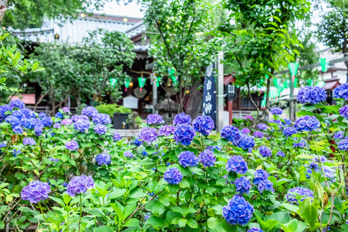 白山神社の紫陽花（Shirayama Shrine brimming with hydrangea）