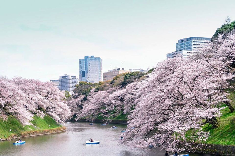 咲き誇る桜と千鳥ヶ淵（Cherry blossoms in full bloom and Chidori-ga-fuchi）