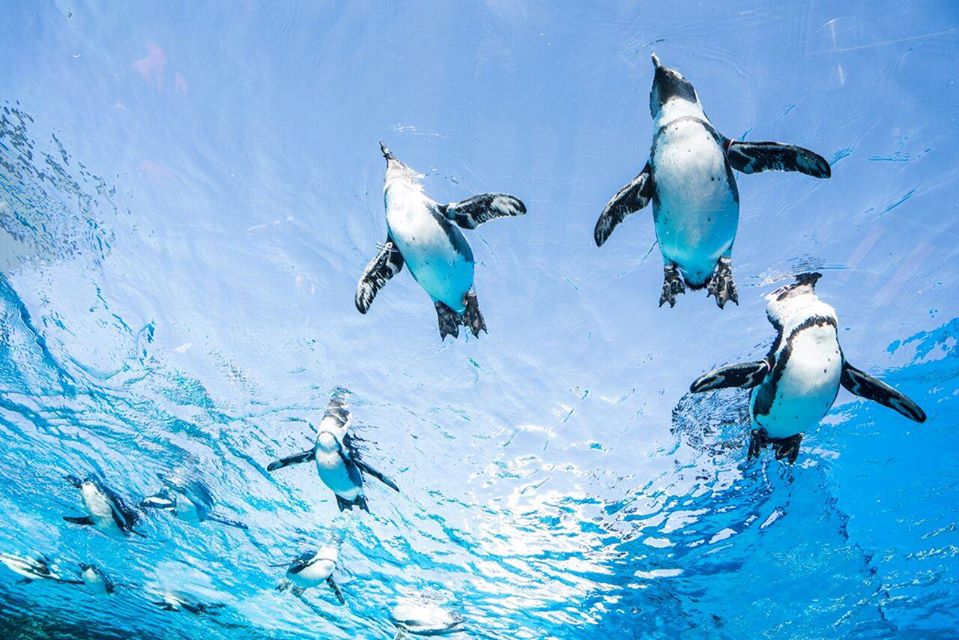 サンシャイン水族館の空飛ぶペンギン（Flying penguins of Sunshine Aquarium）