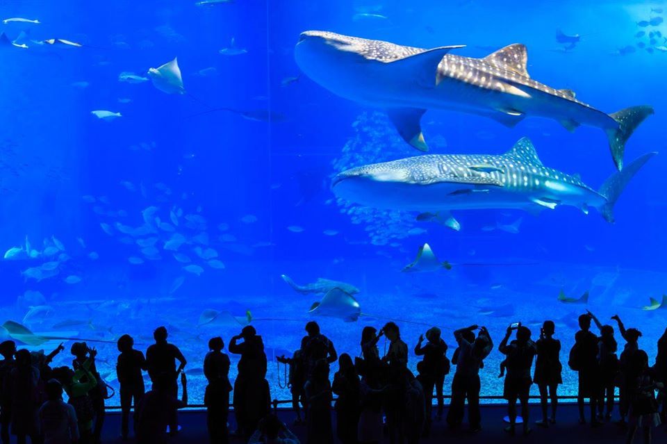 美ら海水族館の大水槽（The large aquarium of Okinawa Churaumi Aquarium）