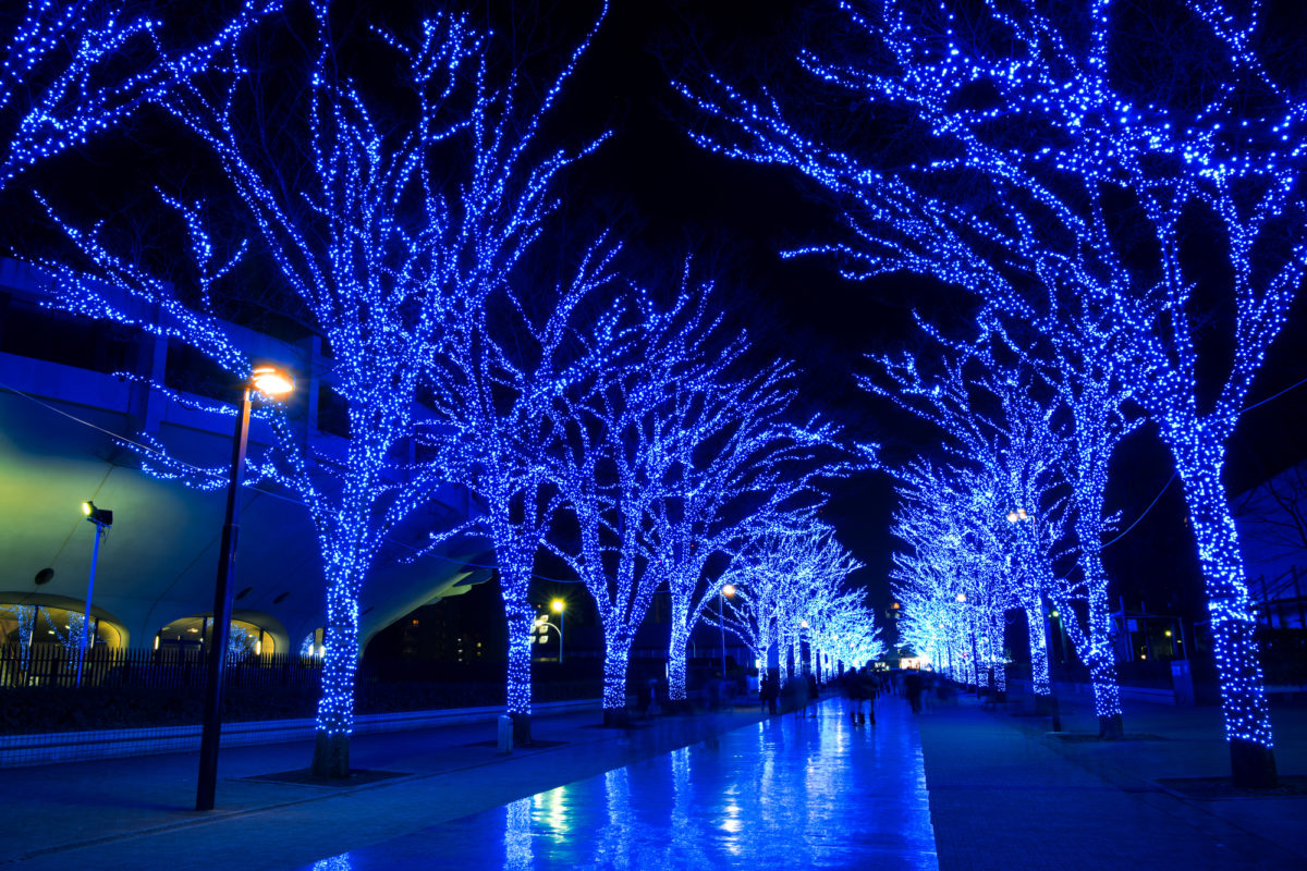 真っ青の光に染まった代々木公園（Yoyogi Park colored by light bulbs giving off deep blue light）