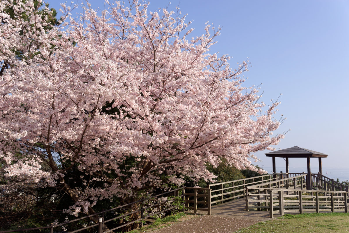 博多湾を見渡せる桜に包まれた西公園（Nishi Park filled with cherry blossoms where you can see a panoramic view of Hakata Bay）