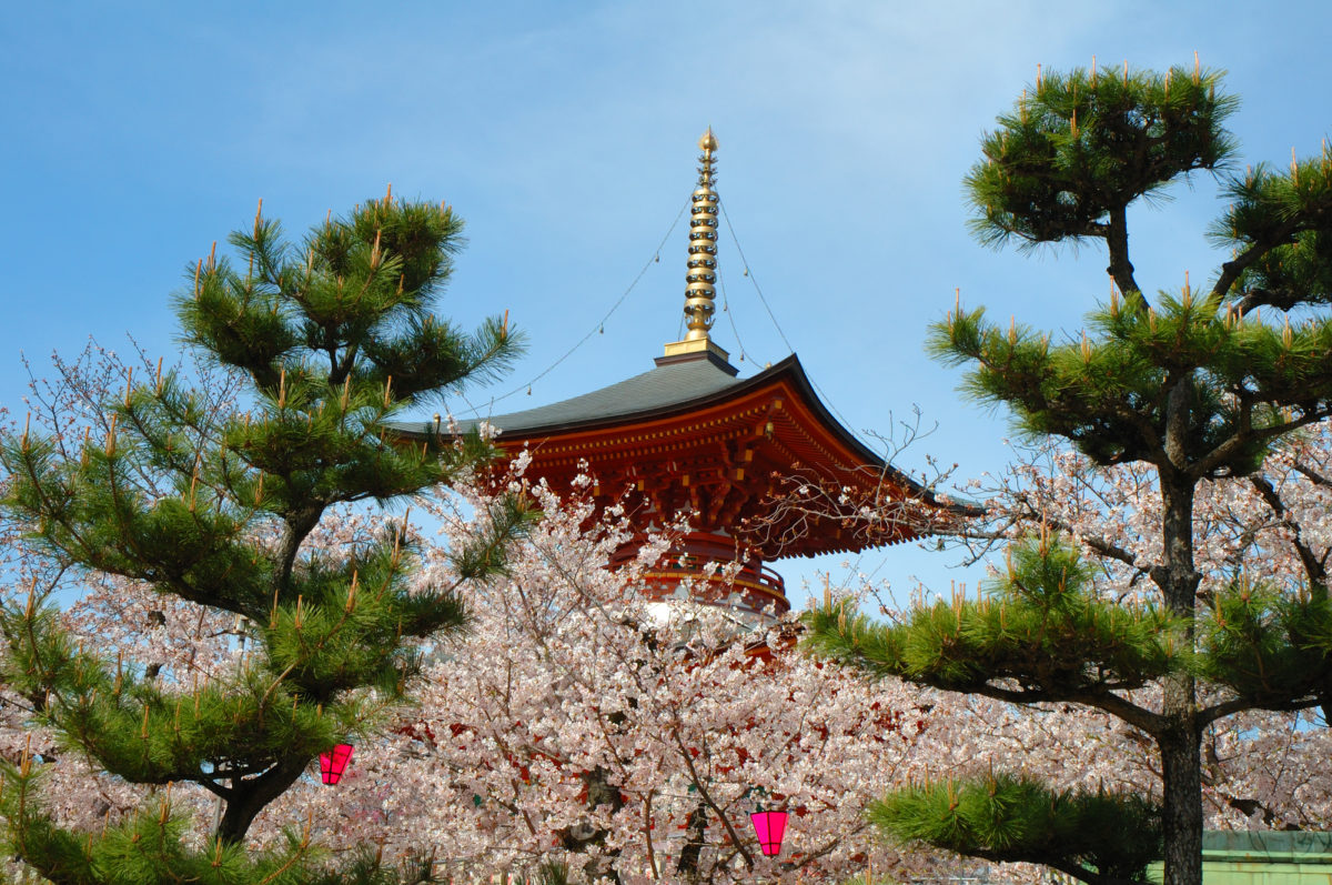 久米田寺を彩る桜（Cherry Blossoms coloring Kumeta Temple）