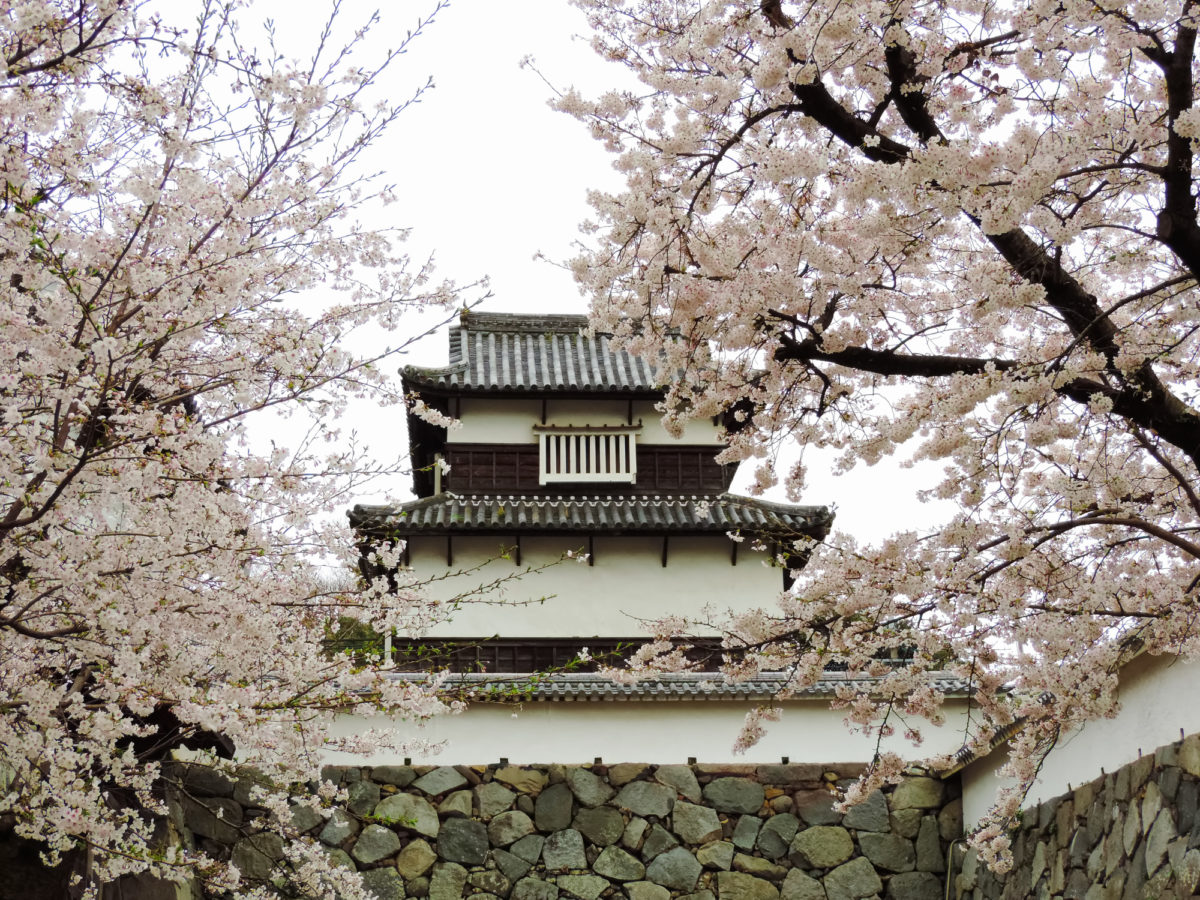 福岡城を背景に桜が咲き誇る舞鶴公園（Maiduru Park where cherry blossoms are in full bloom against the background of Fukuoka Castle）