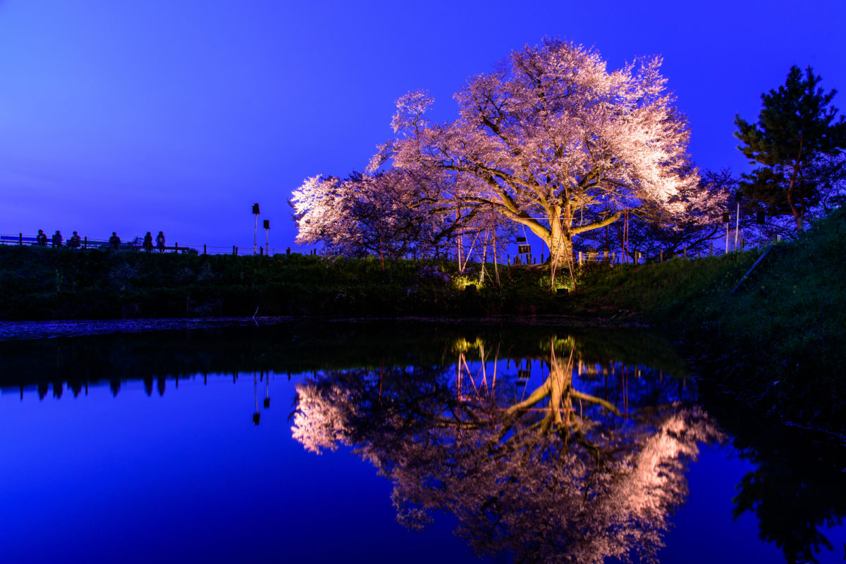 ライトアップされた浅井の一本桜（Illuminated Single Asai Cherry Blossom Tree）