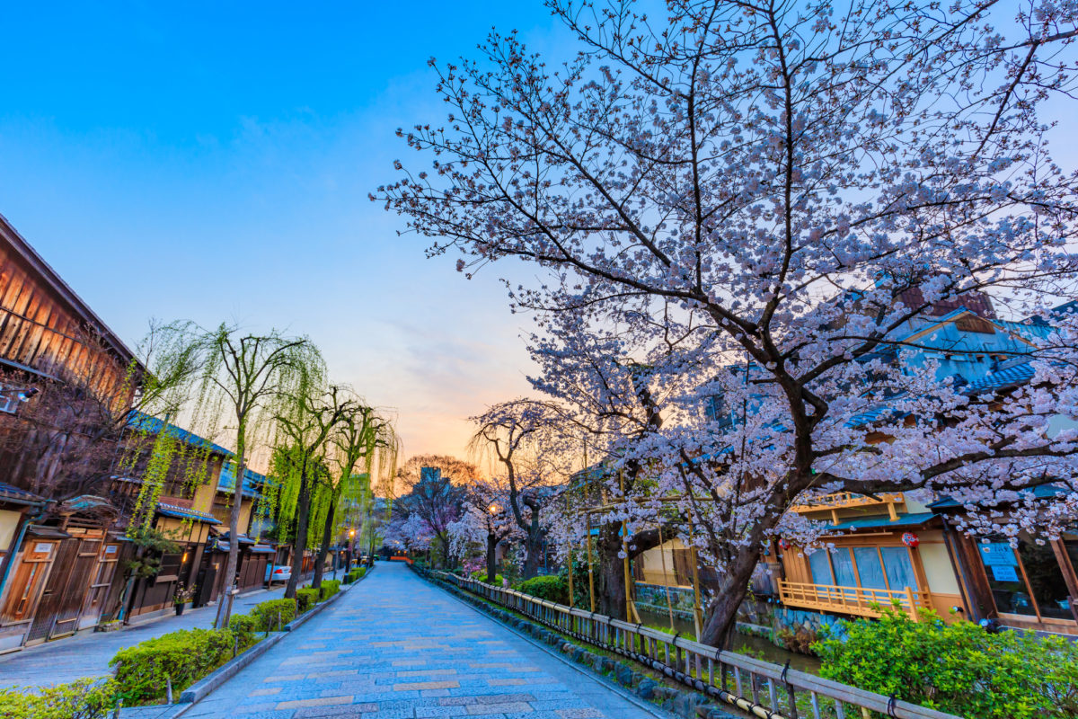 祇園白川の桜（Cherry blossoms in Gion Shirakawa）
