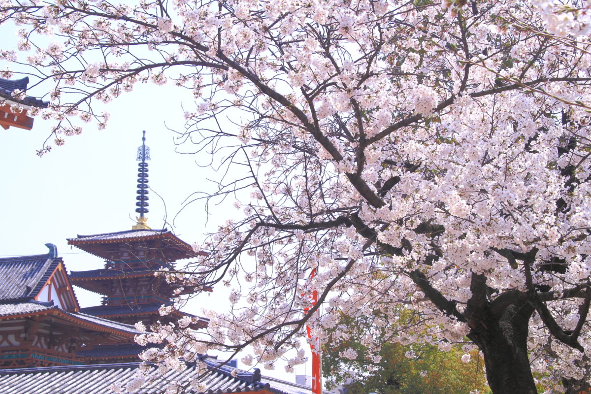 四天王寺の五重塔を背景に咲き誇る桜（Cherry blossoms in full bloom against the background of Shitennoji Temple）