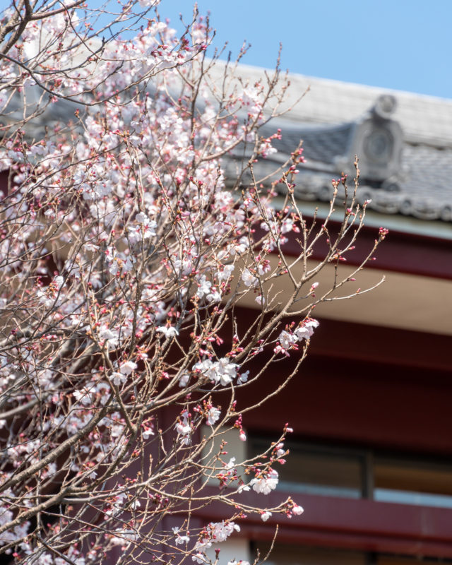増上寺の桜（Cherry Blossoms at Zojo-ji Temple）