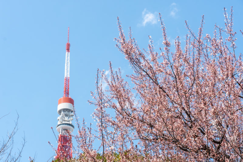 東京タワーと桜（Tokyo Tower and Cherry Blossoms）