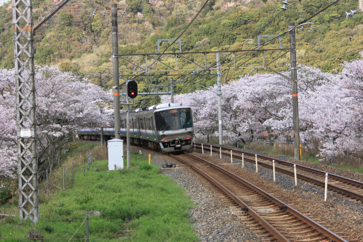 山中渓駅へ続く桜並木を通る電車（Train running on a row of cherry trees approaching to Yamanakadani Station）