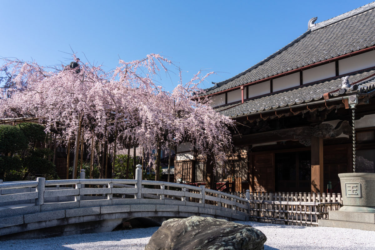 玉蔵院のしだれ桜（Weeping cherry at Gyokusoin Temple）