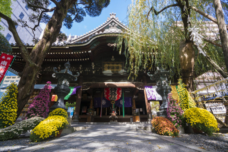 紫雲山頂法寺の本殿（The main hall of Chohoji Temple）