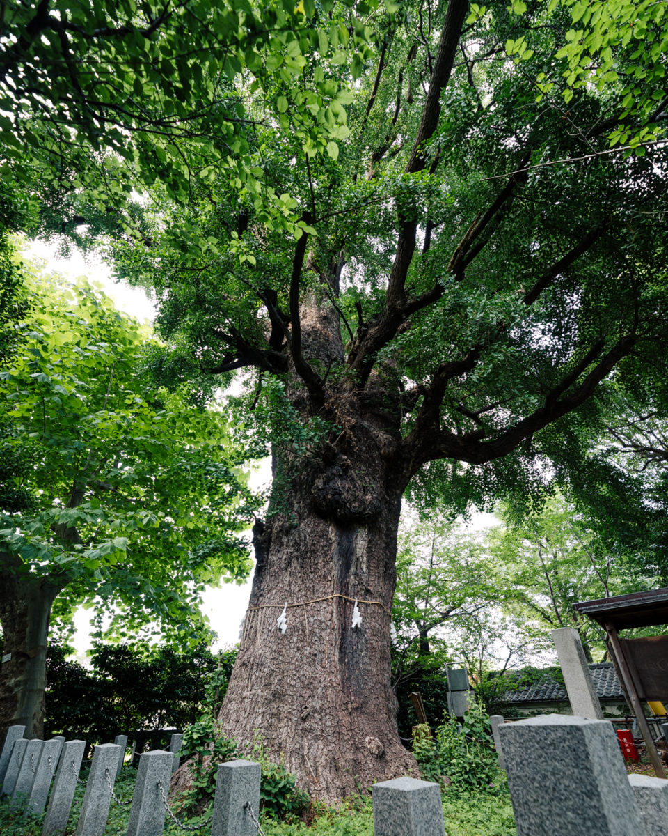 芝東照宮の御神木（The sacred tree of Shiba Toshogu Shrine）