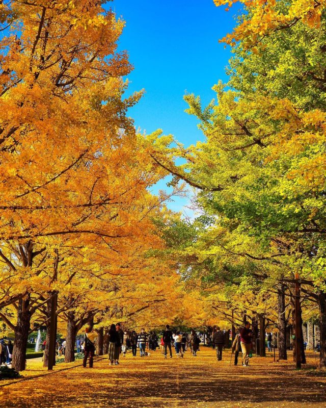 昭和記念公園の紅葉（Autumn scenery at Showa Memorial Park）