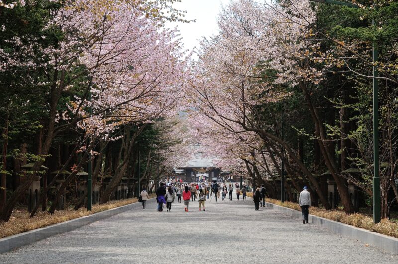 北海道神宮の桜景色（Spring Scenery of Hokkaido Shrine）