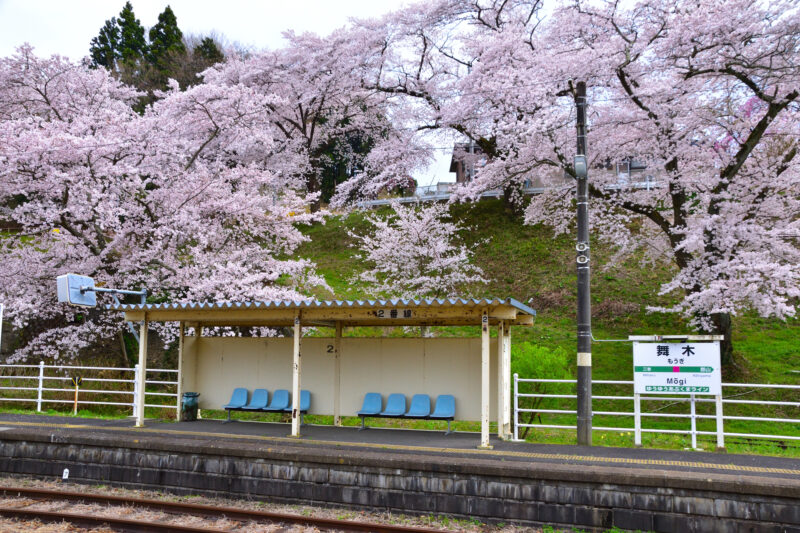 桜に覆われた舞木駅（Mougi Station covered with cherry blossoms）