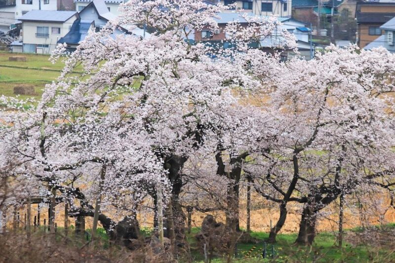石部桜（Ishibe Cherry Tree）