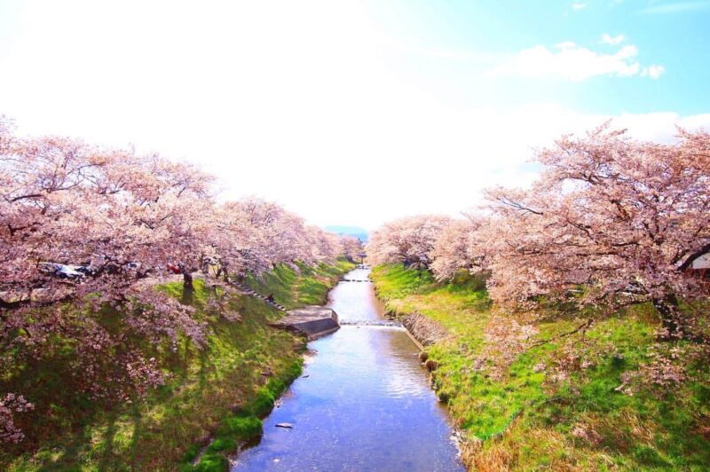 藤田川の桜景色（Cherry blossoms of Fujita River）