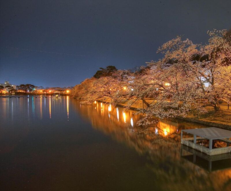 五百淵公園の夜桜（Illuminated cherry blossoms by Gohyakubuchi Park)