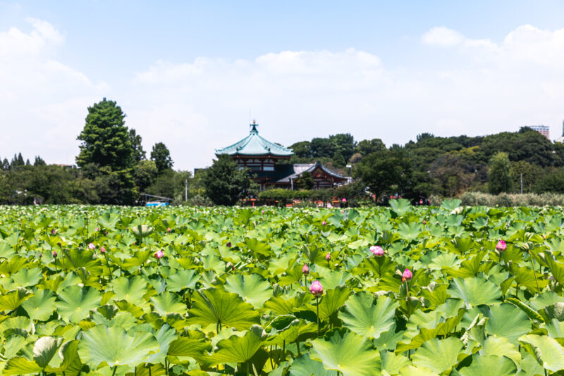 The Best Time to Visit is Until The Mid of August! Countless Lotuses Coloring Ueno Park’s ‘Benten Pond’ Make You Feel Cool Summer