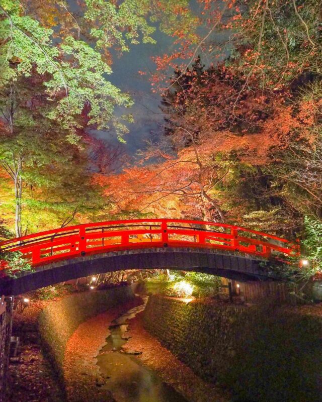 A Fantastic Space in “Kitano Tenmangu  Shrine” When the Autumn Leaves Lighting up at Night