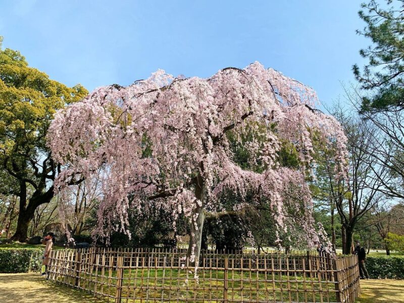 京都御苑（Kyoto Gyoen Garden）
