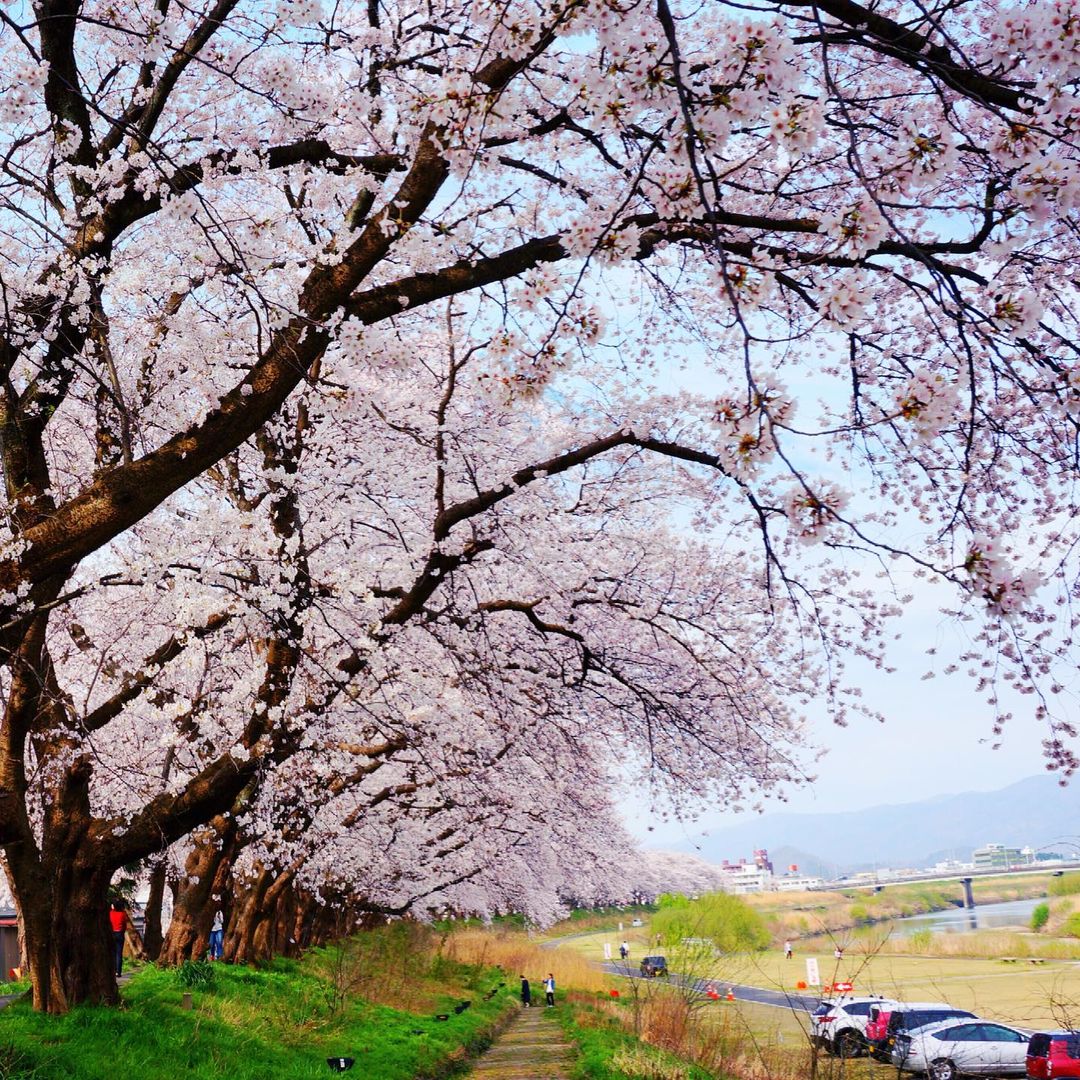 「ふくい桜まつり」が4月10日まで開催中！600本ほどの桜が立ち並ぶ会場「足羽河原」を起点に巡るお散歩ルート