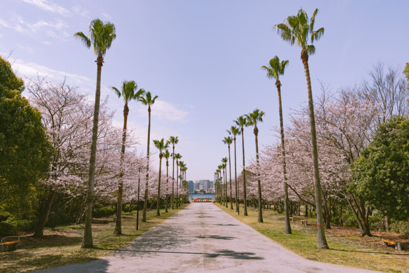 東京湾が目の前の隠れ花見スポット。ヤシの木と桜の並木道で撮影したい「潮風公園」