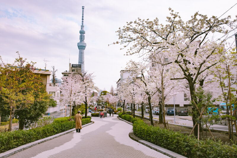 東京スカイツリー®️と桜を同時に楽しめる、隠れ花見スポット。約700ｍにわたって桜並木が続く「山谷堀公園」