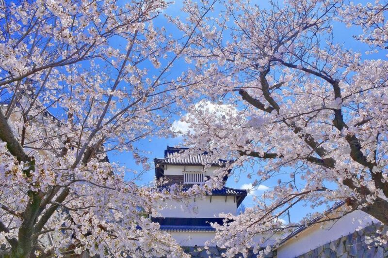 舞鶴公園の桜景色（Spring Scenery of Maituru Park）