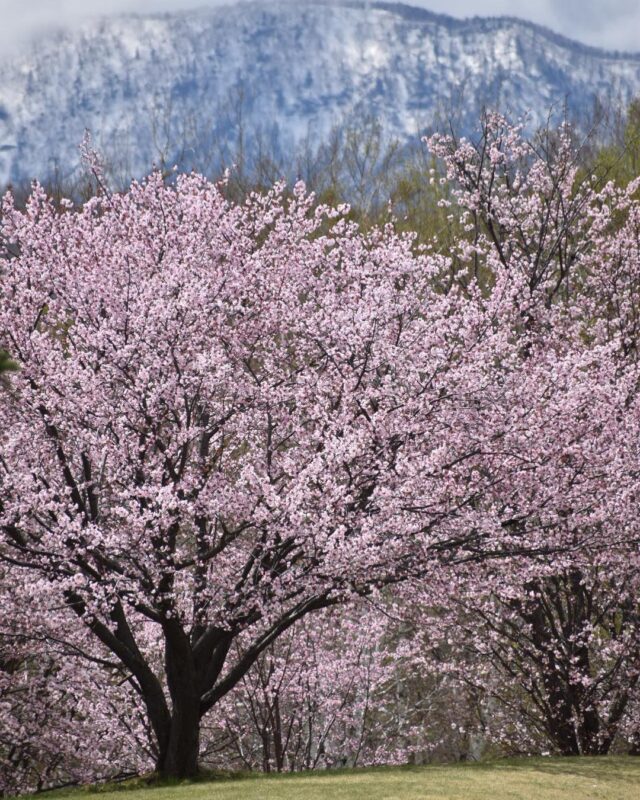 真駒内公園の桜（Spring Scenery of Makomanai Park）