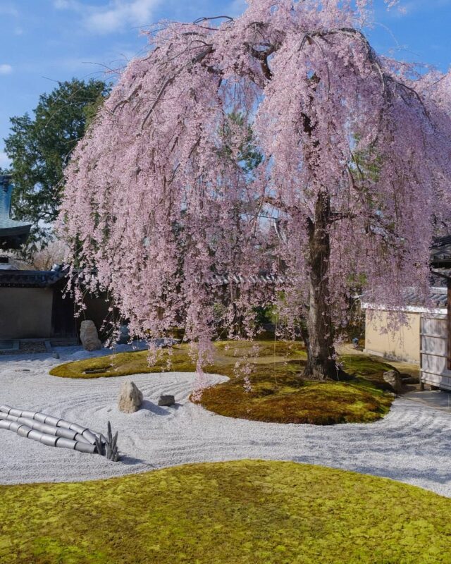 高台寺の枝垂れ桜（Weeping Cherry Blossom Tree of Kodaiji Temple）