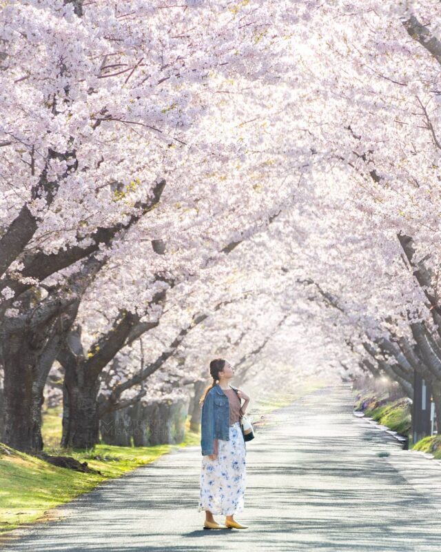 戸田記念墓地公園の桜（Spring Scenery of Toda Memorial Cemetery Park）