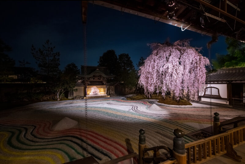 ライトアップされた高台寺の枝垂れ桜（Illuminated Weeping Cherry Blossom Tree at Kodaiji Temple）