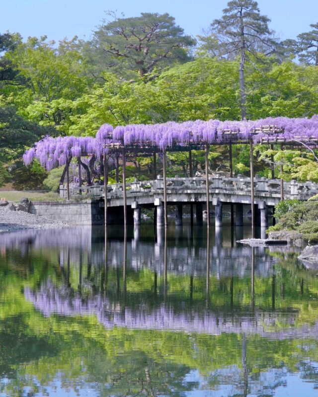 池に映る、初夏の藤棚が美しい。四季折々の表情をもつ回遊式庭園に癒される「京都仙洞御所」