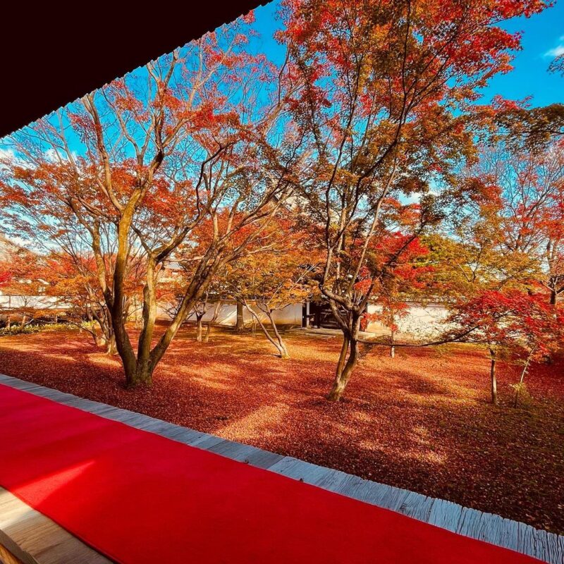 11月中旬から12月初旬が見ごろ。夜間のライトアップもある、京都市内の穴場紅葉スポット「妙覺寺」