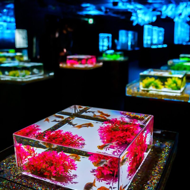 艶やかに演出された金魚を撮影できる。独創的な世界観が魅力の「アートアクアリウム美術館 GINZA」