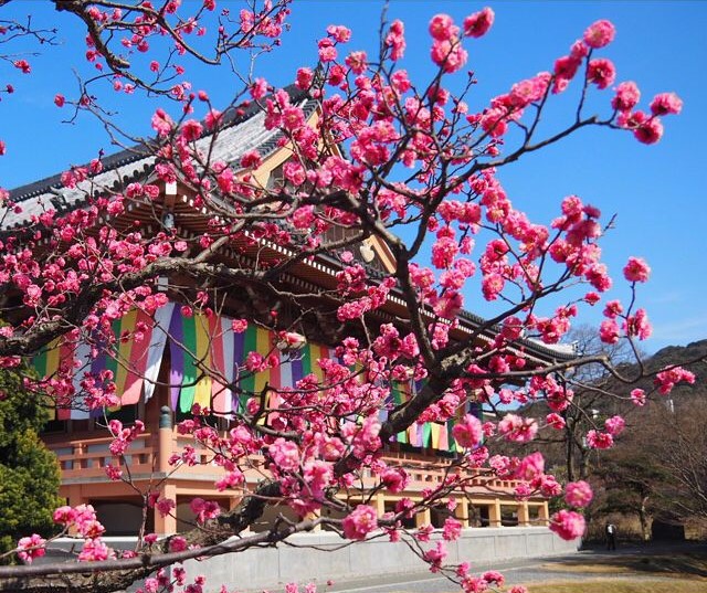 3月下旬まで。梅見や季節の京野菜料理・京菓子で春の訪れを感じる京都市内おすすめ散策コース