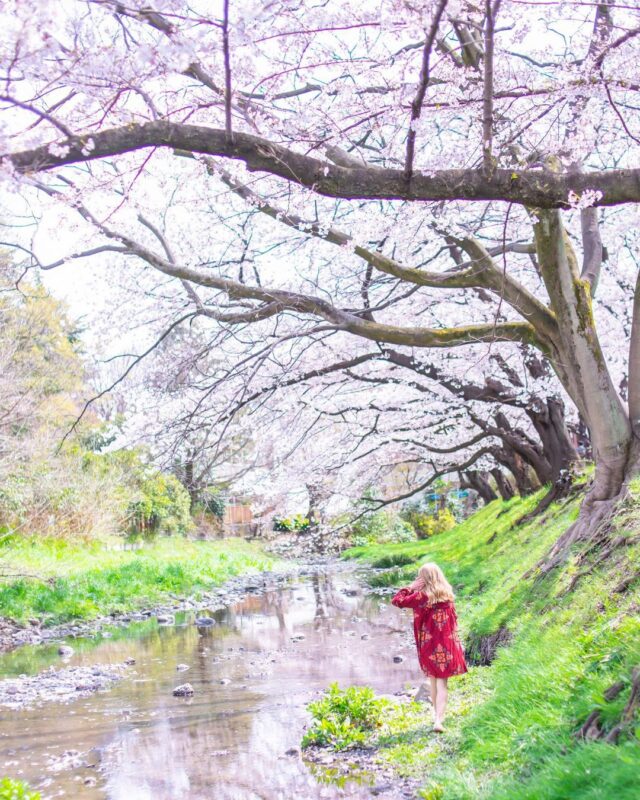 立川・新宿・秋葉原・有明周辺のおすすめ花見スポットをピックアップしてみた
