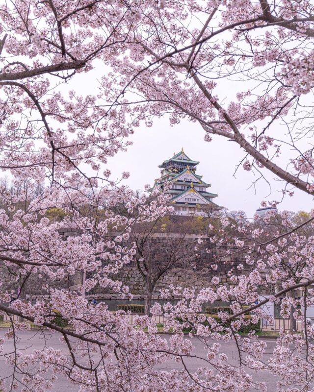 大阪城周辺で桜を愛でるデートコース。天守閣と桜の共演、水上での花見、ディナーにおすすめの緑あふれる駅前商業施設をご紹介