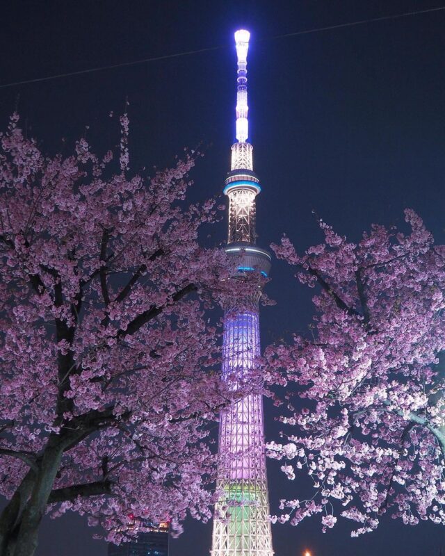 「隅田公園」で見る、夜桜越しのライトアップされた東京スカイツリーⓇ