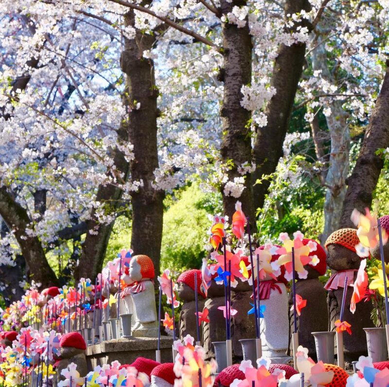 春風に揺れる桜と色とりどりの風車、1,300体のお地蔵さまに和の趣を感じる。「大本山 増上寺」のもう一つの桜スポット