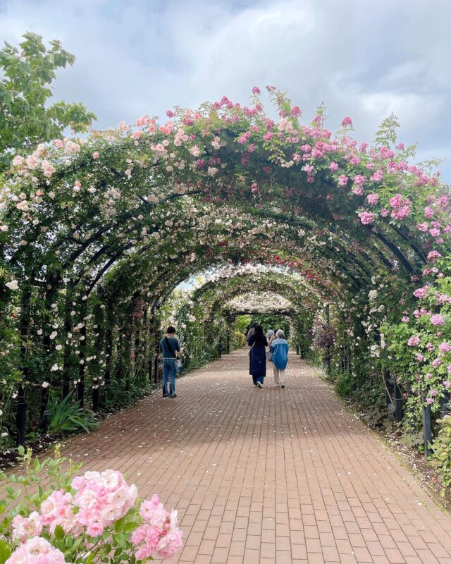 5月が見頃。華やかなバラの花園を堪能しよう！横浜でフォトジェニックなバラを楽しめるスポット4選