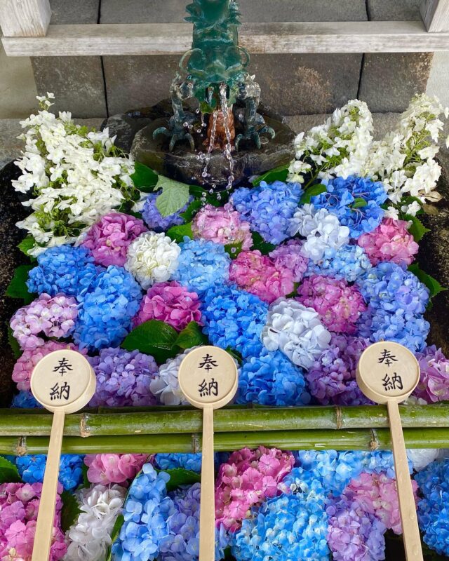 約3,500株の紫陽花が境内を埋め尽くす。”紫陽花宮”との別名も持つ「藤森神社」