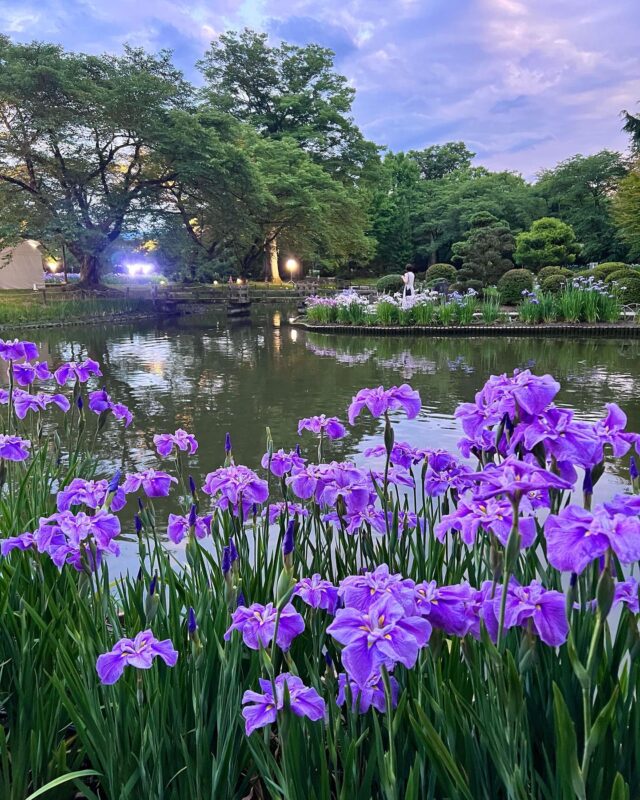 伊佐須美神社あやめ苑（Isasumi Shrine　 Iris Garden）