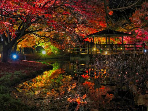 観光客の少ない穴場エリア・北山周辺で朱に色づく秋の京都をゆったり楽しもう