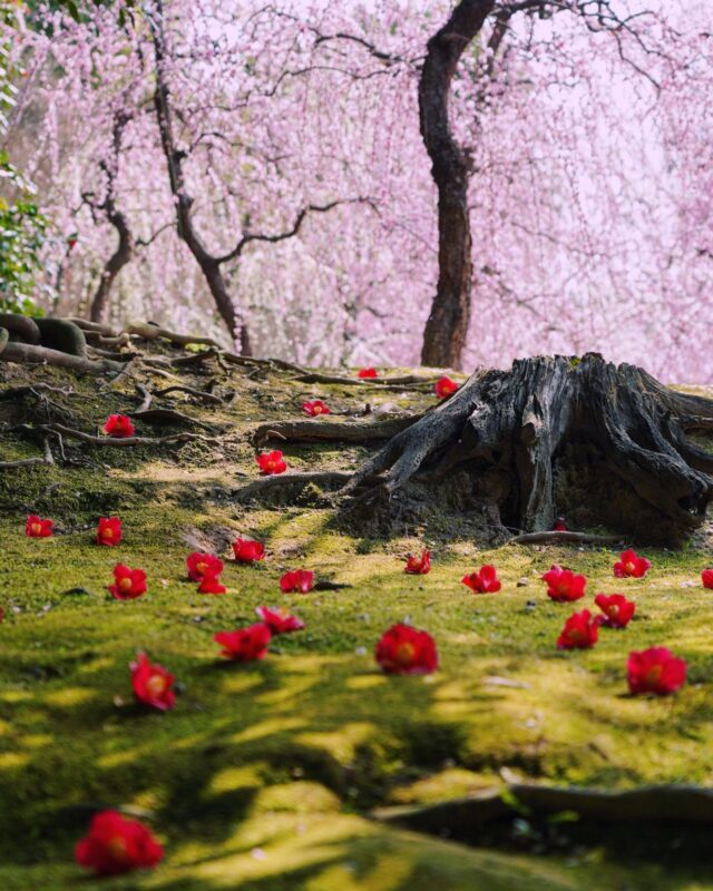 ピンクのしだれ梅と真紅の椿、緑の苔絨毯の美しいコントラストに見惚れる「城南宮・しだれ梅と椿まつり」