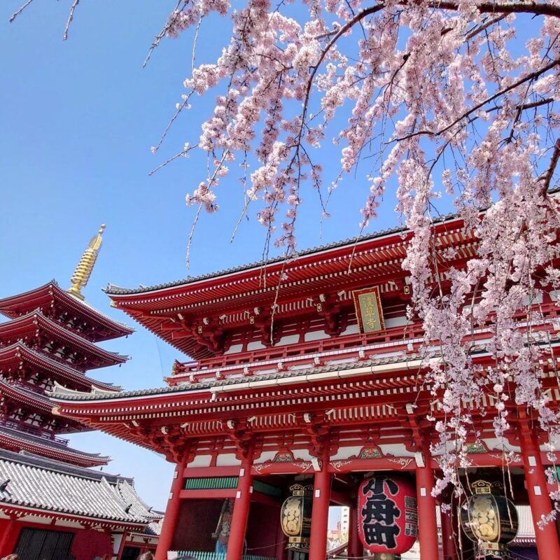朱色の建物とピンクの桜の共演が見事！日本の春を満喫できる「浅草寺」