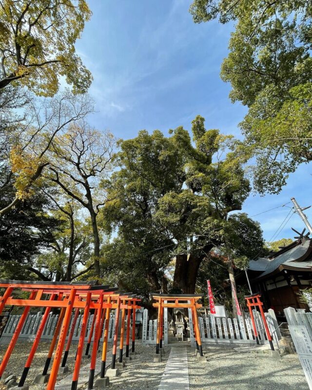 信太森神社（Shinodanomori Shrine）